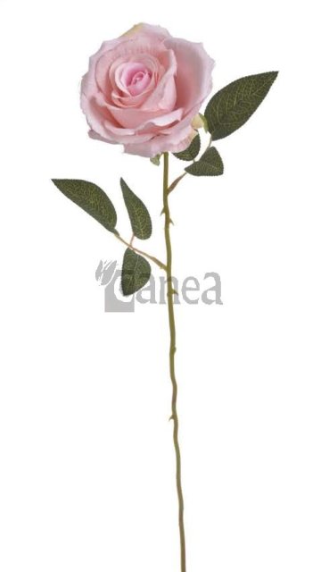 růže na dlouhém stonku - růžová