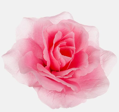 Růže vazbová 11 cm - růžová