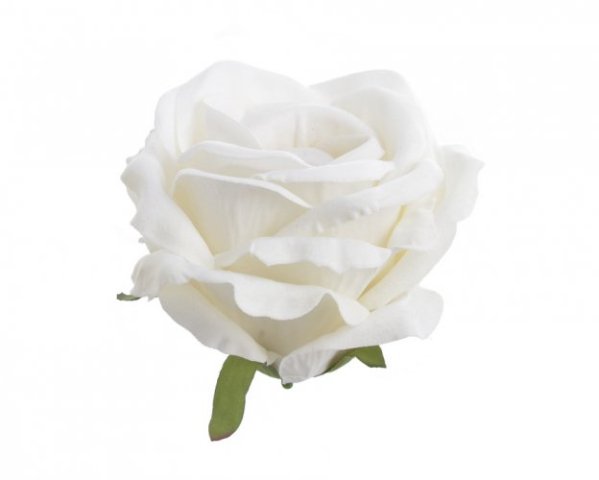 růže velvet - hlavička  - smetanová bílá
