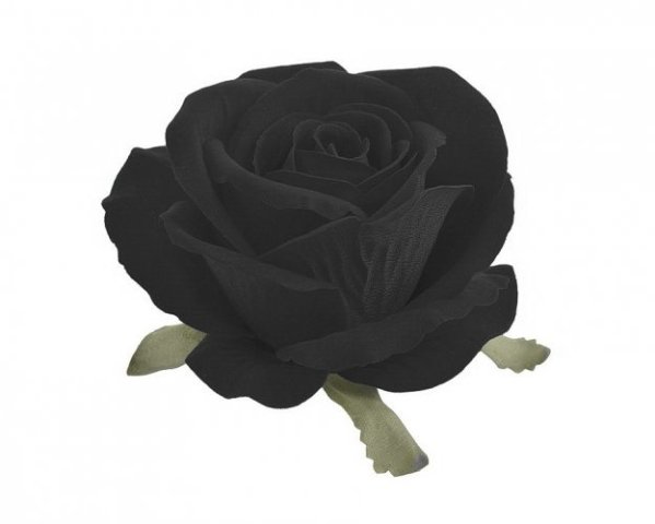 růže velvet - hlavička  - černá
