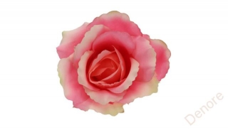 Růže vazbová velká 13 cm - růžová+smetanový okraj