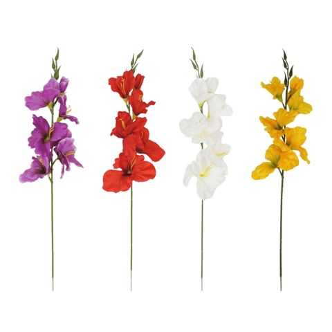 Gladiola - krémová