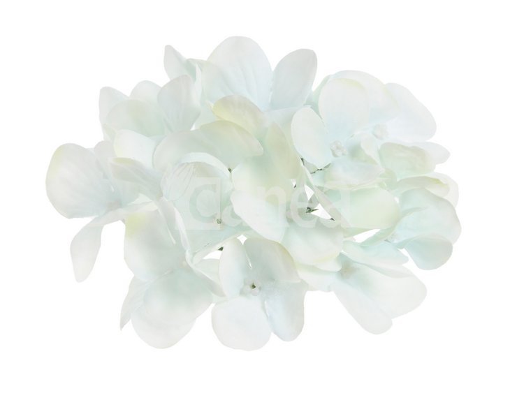 Hortenzie květ 14 cm krémová s modrým nádechem