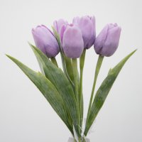 Tulipán s listem - fialová