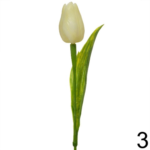 Tulipán s listem - krémová