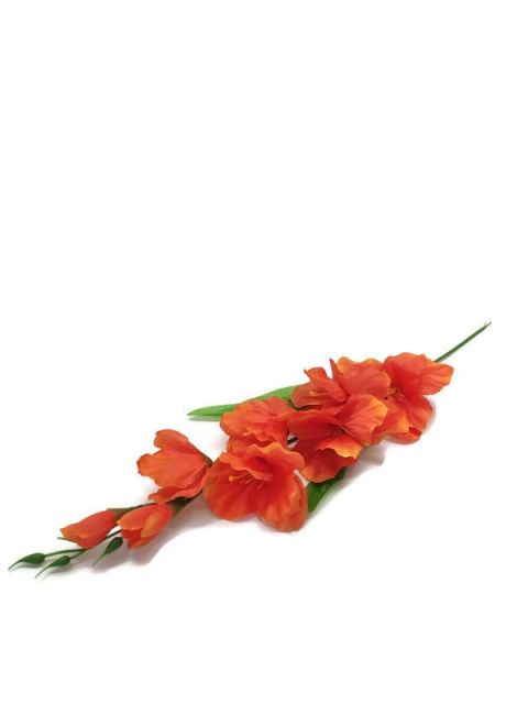 Gladiola - oranžová