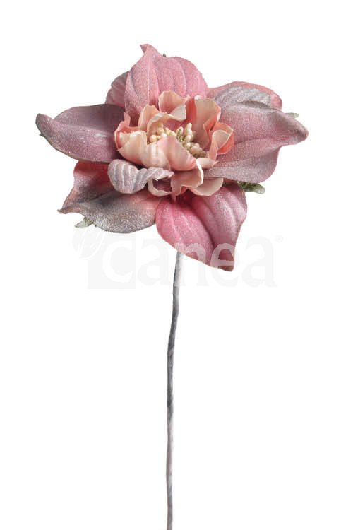 Cymbidium květ - růžová tmavší