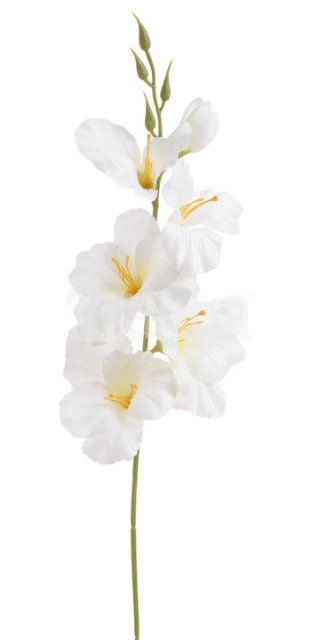 Gladiola - BÍLÁ