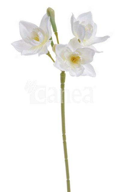 Narcis 36 cm - bílá