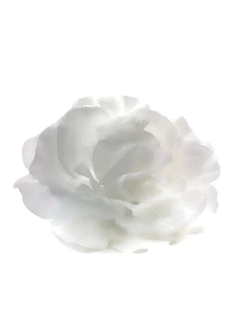 Růže vazbová 9 cm - bílá 