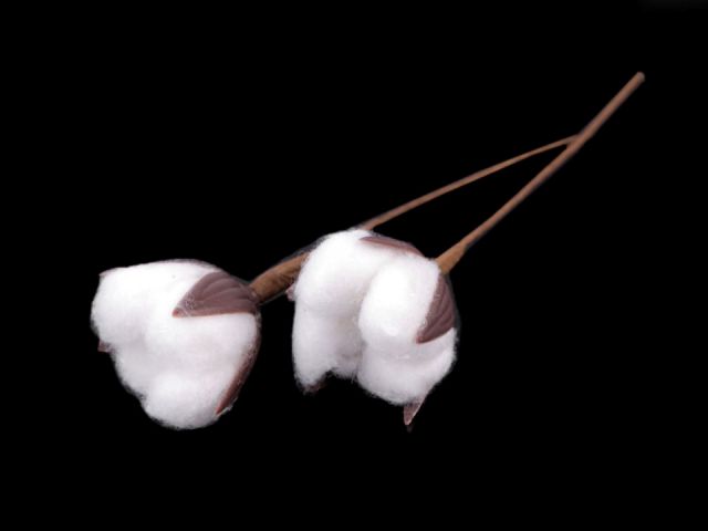 Umělý květ bavlníku - balení 2 ks