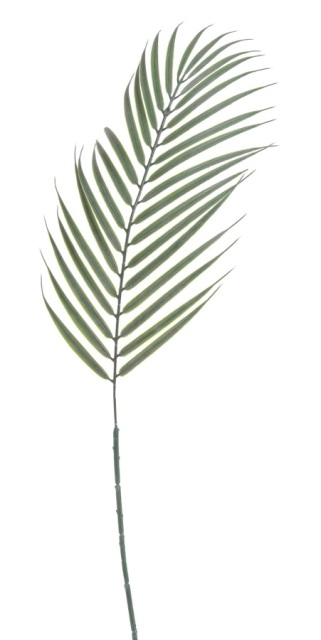 palmový list 71 cm - šedozelená