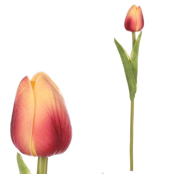 Tulipán pěnový - žlutorůžová - ks