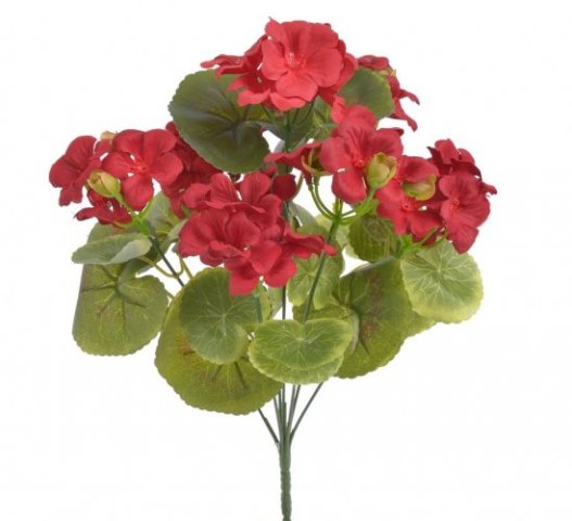 pelargonie trs - červená
