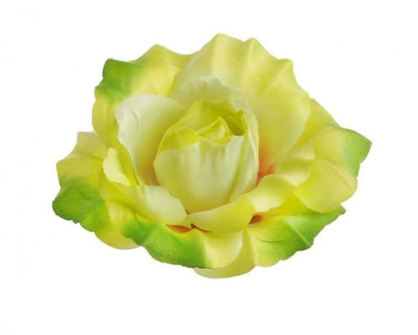 Růže - zelená s růžovým středem - 10 cm
