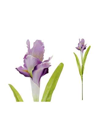 Iris, barva bílo-fialová