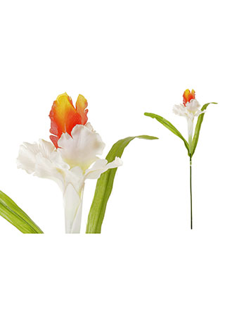 Iris, barva bílo-oranžová