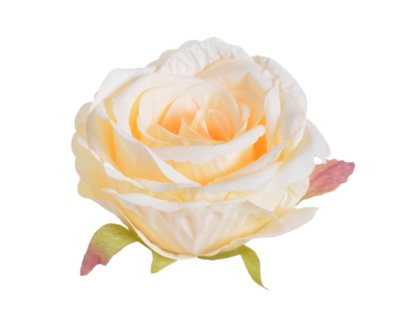 růže velká - hlavička - sv. meruňková