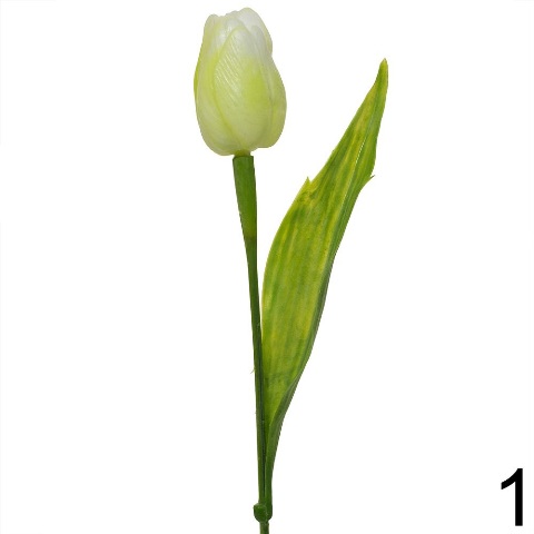 Tulipán s listem - zelenkavá