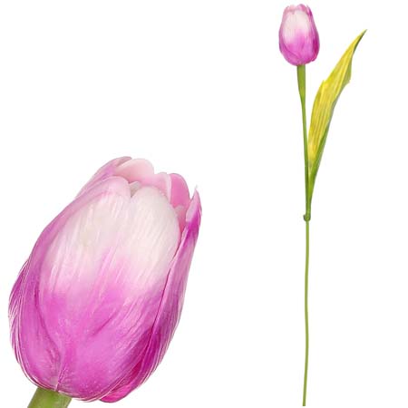 Tulipán s listem - fialovobílá