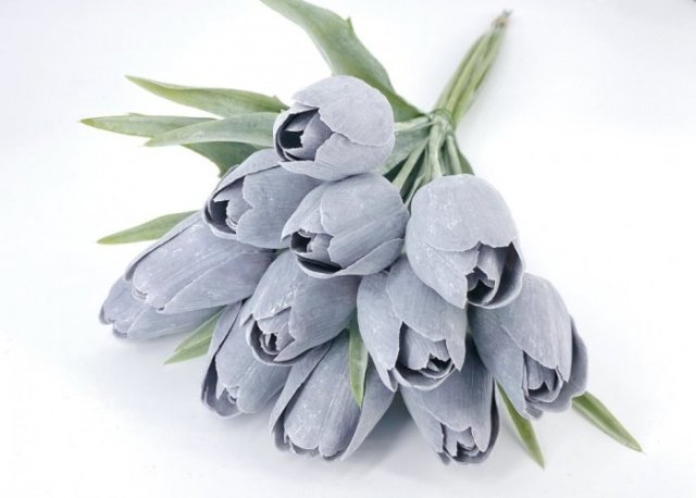 tulipán s listem (6 ks) - šedá