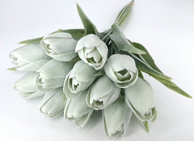 tulipán s listem (6 ks) - mentol