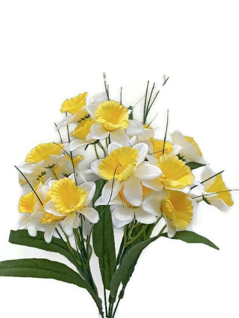Narcis x6 - bílo-žlutá