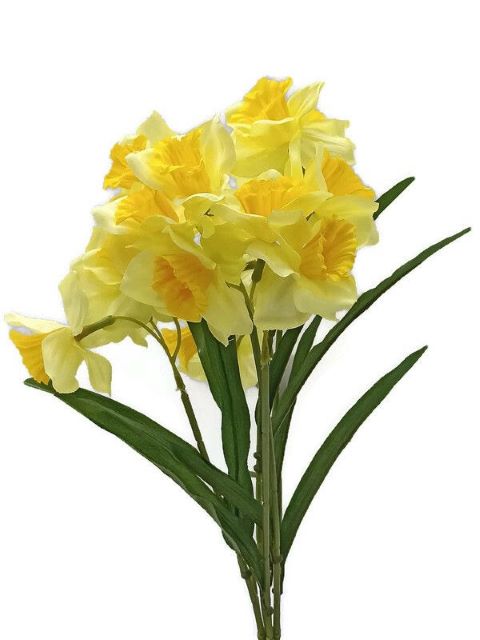 Narcis x7 - světle žlutá
