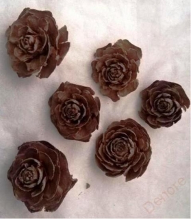 Sušina Cedar rose 3-5 cm - 6 ks