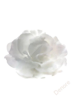 Růže vazbová 9 cm - bílá 