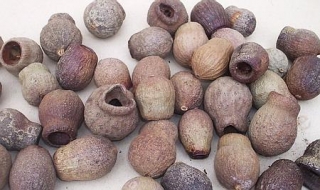 Sušina bellgum (250 g), přírodní