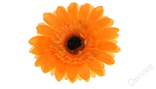 Gerbera - oranžová 15 cm