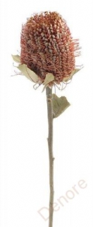 banksia coccinea 35 cm