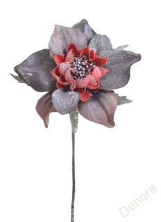 Cymbidium květ - temně červená