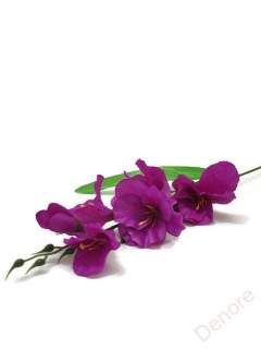 Gladiola - fialová