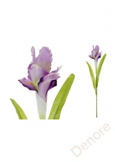 Iris, barva bílo-fialová