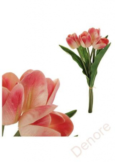 Mini tulipán, barva krémovo-červená