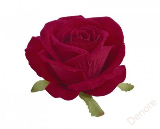 růže velvet - hlavička  - červená tmavá