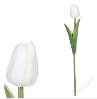 Tulipán pěnový - bílá - ks